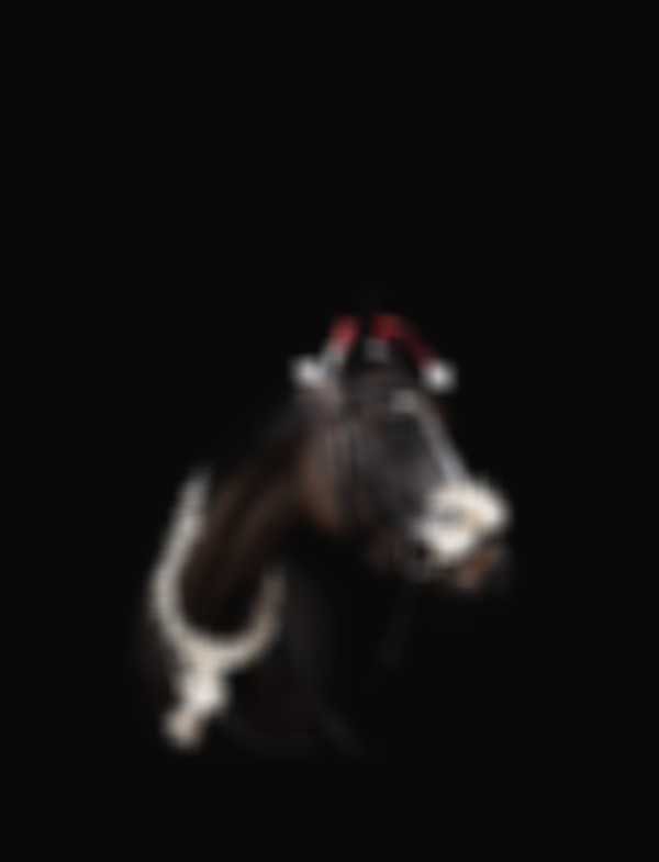 Black Background Equine