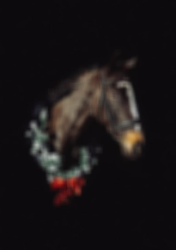 Equine Black Background Photography