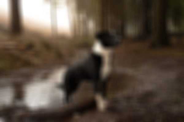 Dog Photography in Great Wood, Somerset